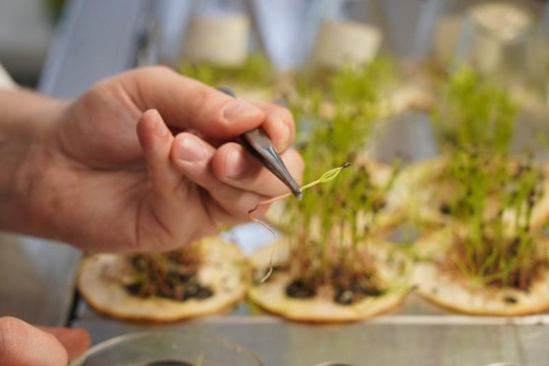 Самарцам рассказали, как происходит заготовка семян для восстановления леса