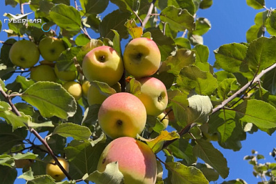 В Сергиевском районе завершили сбор урожая во фруктовых садах