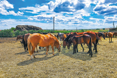 Поле с конем: как в Самарской области выращивают пшеницу и разводят лошадей
