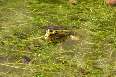 Заболотилось: в Самаре озеро в парке Металлургов очистили от водорослей