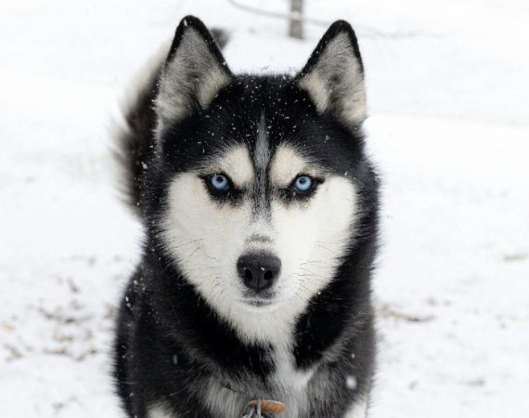 Волонтеры спасли раненного и брошенного в лесу хаски 