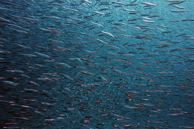 В Сызранке проснулась бель