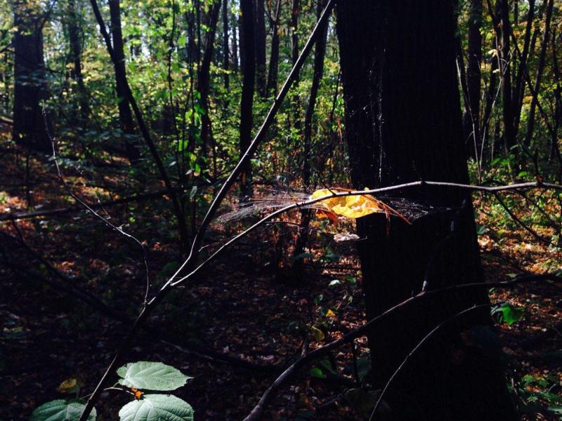 В школе Шигонского района высадили кедры