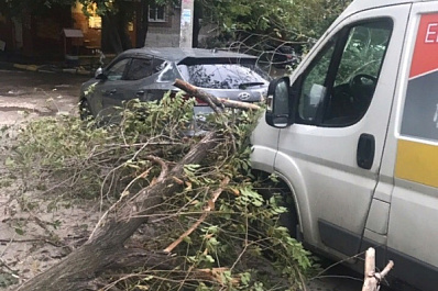 В Самаре дерево рухнуло на припаркованный автомобиль