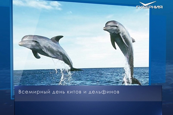 Всемирный день китов и дельфинов. Календарь губернии от 23 июля