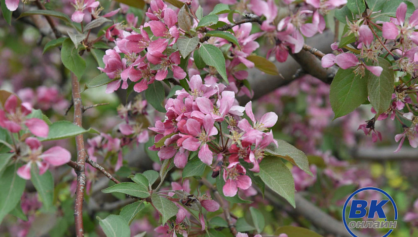 19 мая в истории и архиве "ВК"
