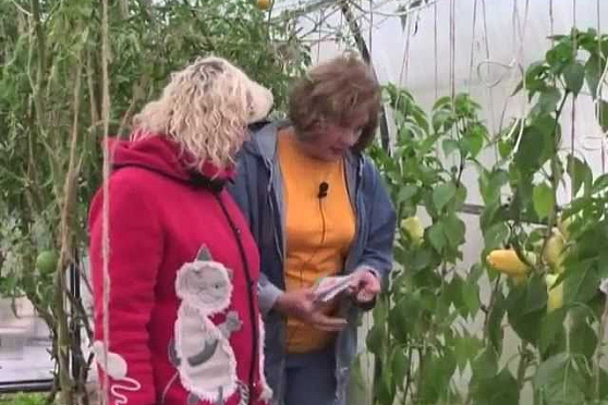 Дачные советы 04.10.2012