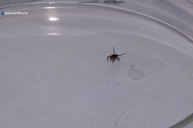 В Роспотребнадзоре назвали температуру, при которой активизируются клещи