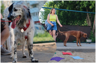Хвостатый праздник: в Самаре прошли соревнования для собак и их хозяев