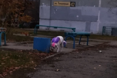 Фиолетовая собака с розовой челкой гуляет по улицам Тольятти
