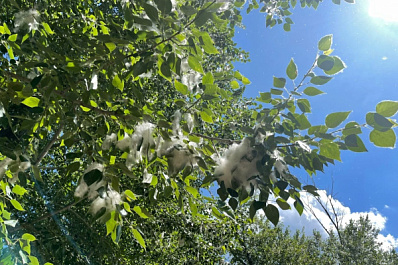 Эксперты рассказали, как снизить аллергическую реакцию в сезон цветения