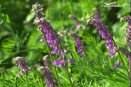 Жигулевский заповедник. Народное признание от 23.03.2018