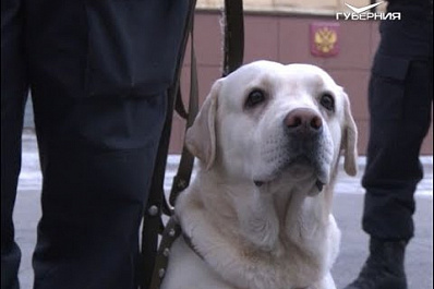 В Самаре "на пенсию" отправили боевого лабрадора