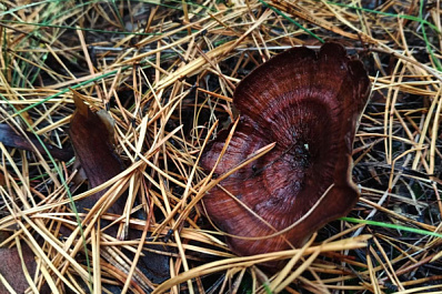 Ученые разработали лекарство от ВИЧ на основе грибов