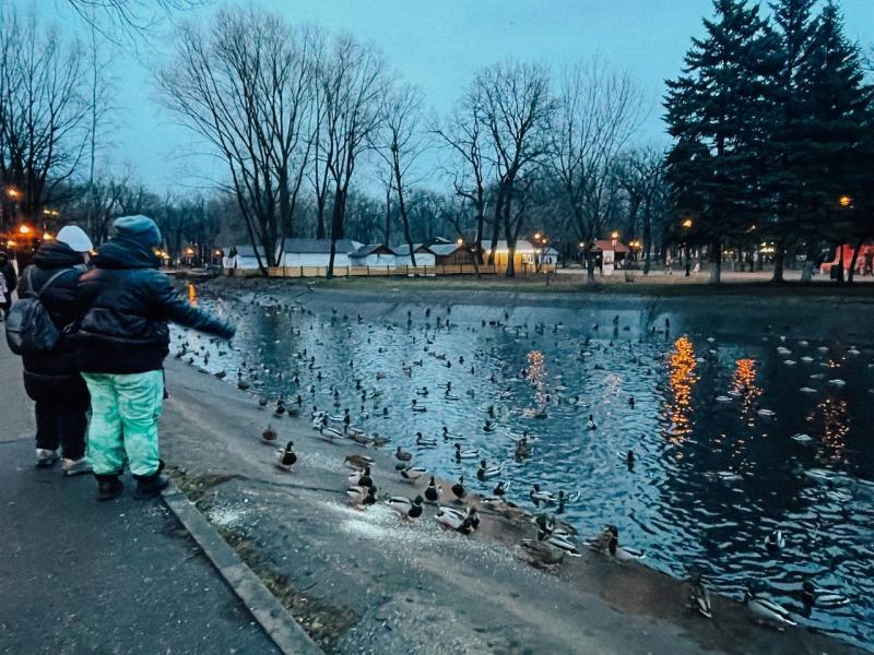 В Самаре в парке Гагарина заметили нашествие уток