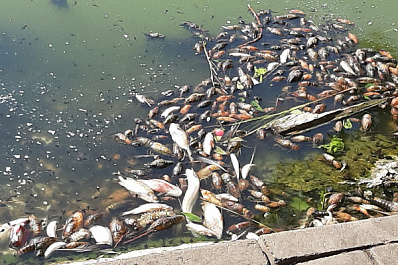 Подарили надежду: в Самаре почистили берега озера Родничок Надежды