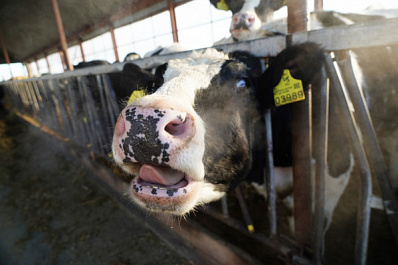 Комфорт для коров: в Шенталинском районе строят высокотехнологичную ферму