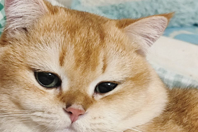 В Самаре пропал известный "кот-эскорт"