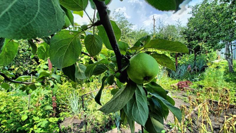 Зимняя побелка: как и когда нужно красить стволы плодовых деревьев