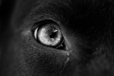 Новосибирцев держит в страхе чёрный зверь