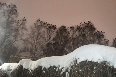 Нашествие галок в Самаре: эксперт рассказал, чем полезно обилие пернатых в городе