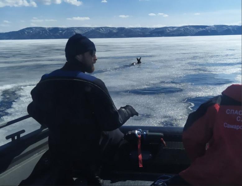 Косулю приняли за рыбака: под Тольятти из воды спасли тонущее животное