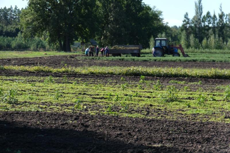 В Самарской области посадят более 130 га леса
