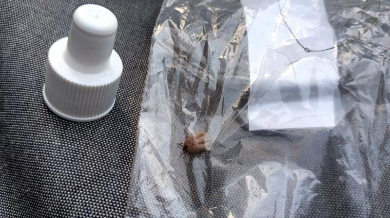 Самарцам рассказали, как защитить детей от клещей