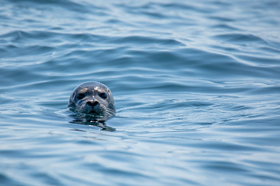 В Росприроднадзоре рассказали, от чего могли погибнуть 700 тюленей в Каспийском море