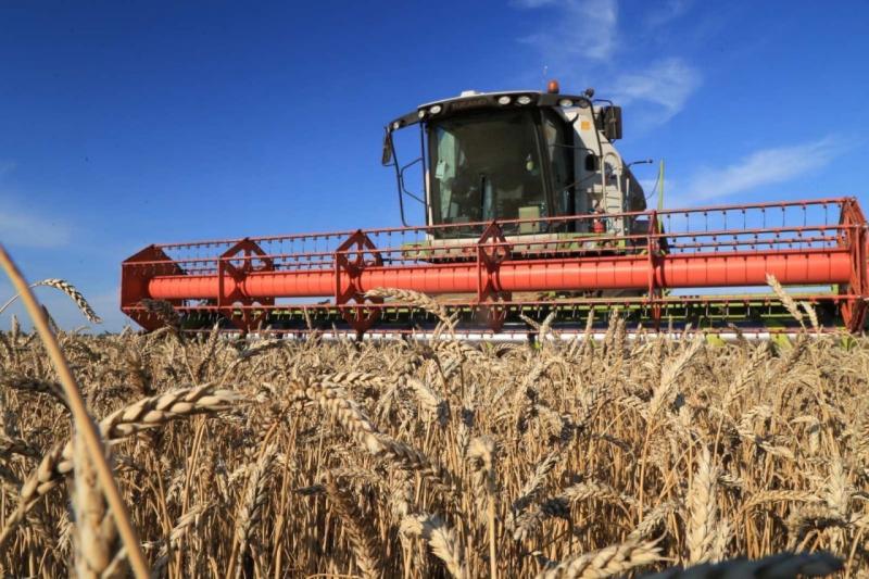 В Самарской области собрали больше 1,3 млн тонн зерна
