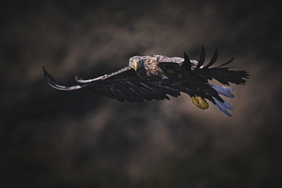 В Поволжье спасли краснокнижного орла-могильника