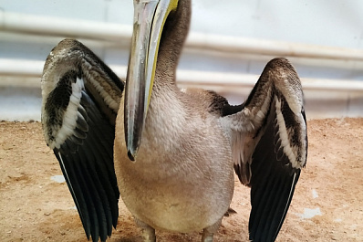 Самарцев зовут посмотреть на спасенного пеликана Аркадия