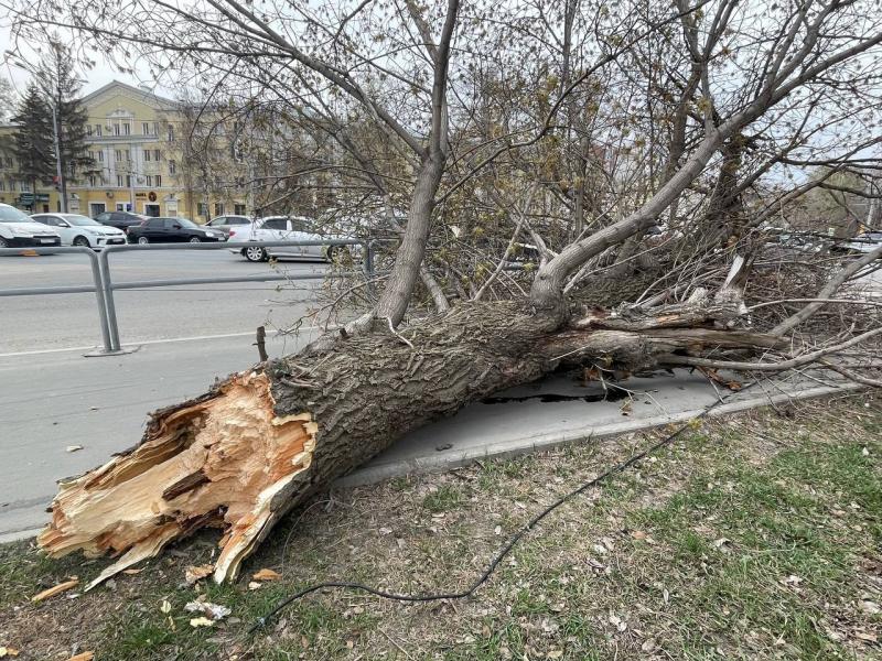 Фоторепортаж: в Самаре штормовой ветер повалил толстое дерево на Ново-Садовой