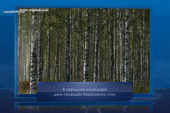 День березового сока. Календарь Губернии от 11 мая