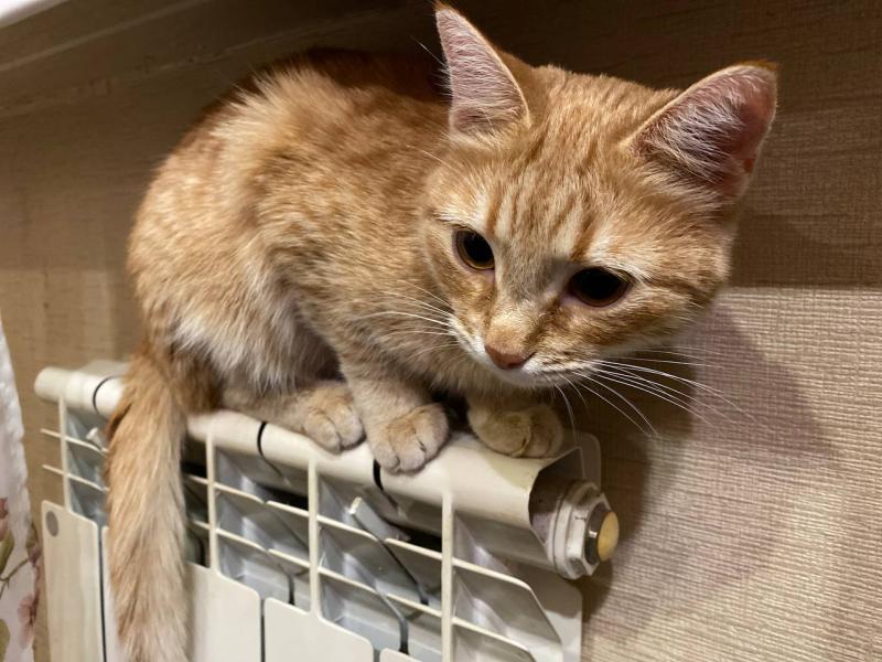 В Самаре заработала горячая линия по отоплению