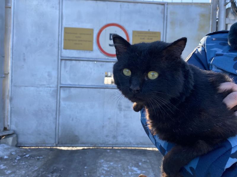 В колонии строгого режима в Казани задержан кот-наркокурьер