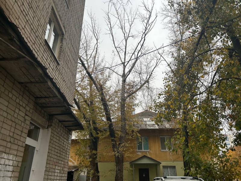 Самарцы пожаловались на аварийное дерево, ветки которого едва не пробили припаркованные авто