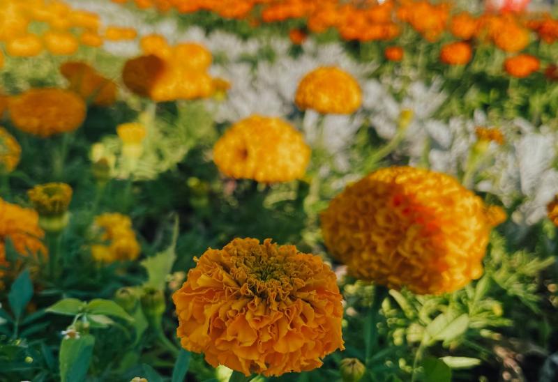 В Отрадном преобразили двор на улице Победы