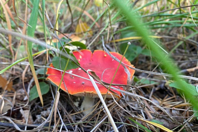 В этом году в Самарской области 29 человек отравились грибами