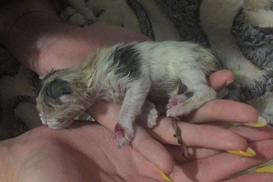 Жители Новосибирска пытаются спасти котёнка, которого смыли в унитаз