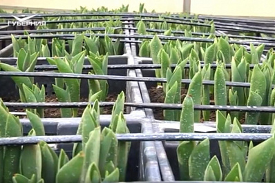 В хозяйстве Безенчукского района вырастят более 10 тысяч тюльпанов к 8 Марта