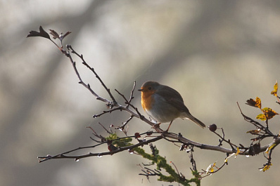 Снега не будет: стала известна погода в регионе на конец ноября