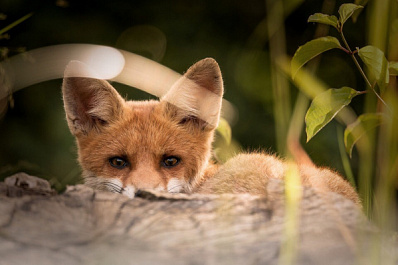 Милые, но злые: самарские студентки повстречали маленьких хищников