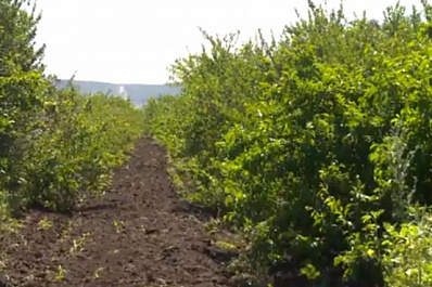 В Самарской области впервые вывели собственные сорта черешен