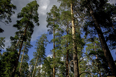 В Самарской области в апреле установят особый противопожарный режим