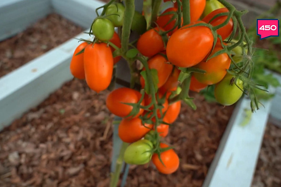 Собираем осенний урожай. Дачные сезоны