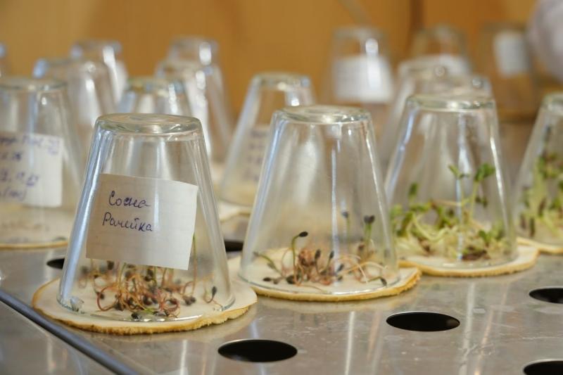 В Самарской области завершается экспертиза семян для лесовосстановления 2026 года