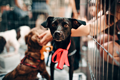 Кабмин поддержал законопроект о запрете продажи животных на рынках и в зоомагазинах