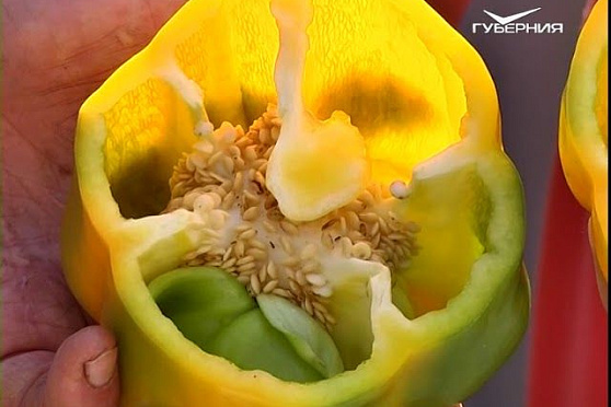 Пробуем сладкие перцы-гиганты и выращиваем топинамбур. Удачные заметки от 11.09.2018