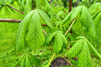 В Самарской области 24 мая будет тепло и дождливо